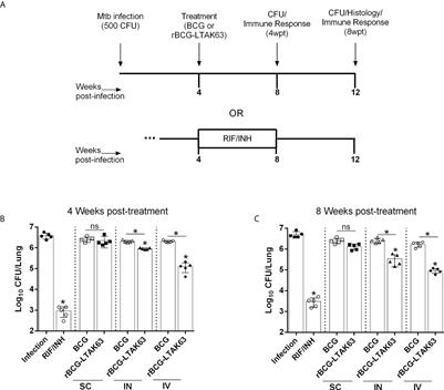 Recombinant BCG expressing the LTAK63 adjuvant improves a short-term chemotherapy schedule in the control of tuberculosis in mice